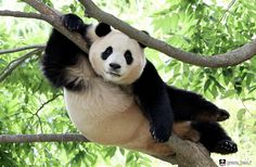 a panda bear sitting on top of a tree branch