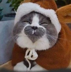 a cat wearing a santa hat and scarf