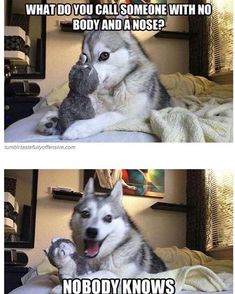 two husky dogs sitting on top of a bed with caption that reads, what do you call someone with no body and a nose? nobody knows