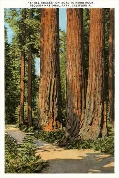 an old postcard with trees in the middle of it and a road going through them