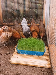 chickens in a chicken coop eating grass from a blue container on the ground next to them