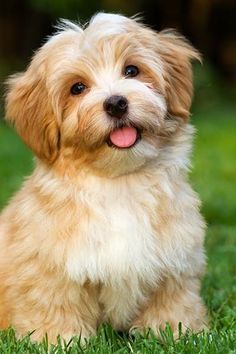 a small brown and white dog sitting in the grass