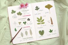 an open notebook with plants and leaves on it