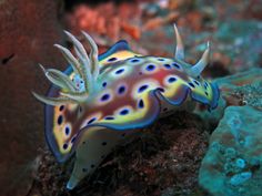 a blue and yellow sea slug with spots on it's back