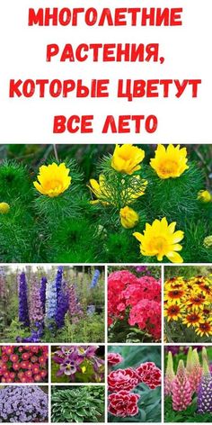 many different types of flowers and plants with words in russian