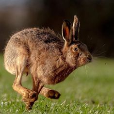 a brown rabbit running across a lush green field