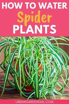 spider plant with text overlay how to water spider plants