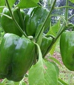 green peppers growing on the plant in an open field