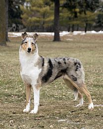 a dog standing on top of a grass covered field