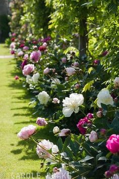 pink and white flowers line the side of a garden