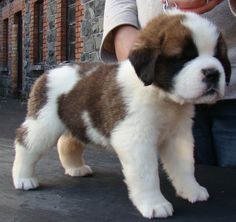 a small brown and white puppy standing on top of a cement floor next to a person