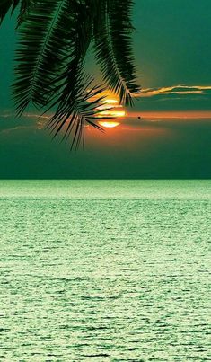 the sun is setting over the ocean with palm trees in foreground and water below