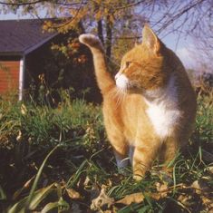 an orange and white cat standing in the grass