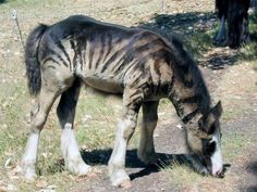 a horse that is eating some grass in the dirt and grass on the side of the road