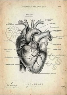 the human heart is shown in this antique medical drawing by john j schruck