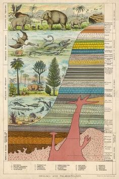 the layers of an earth's crust with animals, plants and other things in it