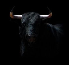 a black bull with large horns standing in the dark