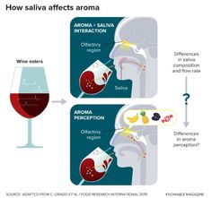 how salli affects aroma in the body