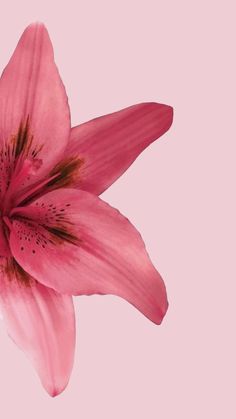 a pink flower with brown stamens against a light pink background, close up