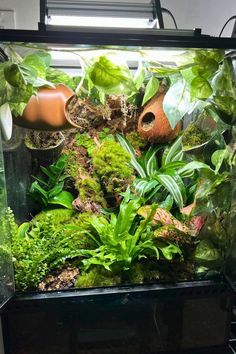 an aquarium filled with lots of plants and other greenery in the middle of a room