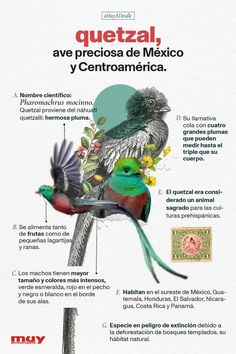 an image of a poster with birds on it's back and the words quetzal, ave preciosa de mexico y centramentifica