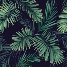 green palm leaves on black background royalty photo