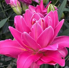 pink flowers with green leaves in the background