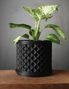 a green plant in a black pot on top of a wooden table