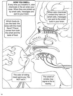 the diagram shows how to use dental floss for teeth and gums, as well as instructions on how to brush your teeth