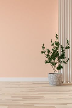 Hickory Floor with Peach Wall Color Plain Background For Photoshoot, Background Photo Studio Aesthetic, Wall Background For Editing, Peach Wall Color, Stores Interior Design, Hickory Floor, Bedroom Ideas Interior Design, Wedding Ceremony Decorations Indoor, Designer Dining Room