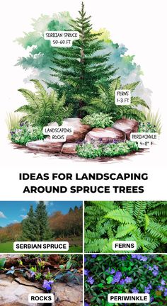 the different types of trees and shrubs are shown in this graphic style, including ferns, rocks