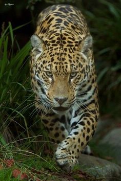 a large leopard walking across a lush green field