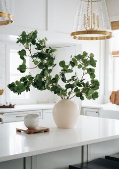 a potted plant sitting on top of a white counter in a kitchen next to a light fixture