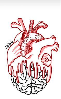 a drawing of the human heart in red and white