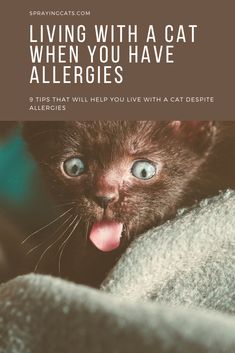 a cat with its tongue hanging out and the caption saying living with a cat when you have allergies