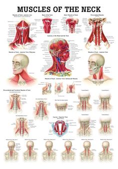 Punkty Spustowe, Face Muscles, Muscles Of The Neck, Yoga Anatomy, Anatomy Models, Muscular System, Muscle Anatomy, Human Anatomy And Physiology