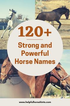 horses with the words 120 + strong and powerful horse names