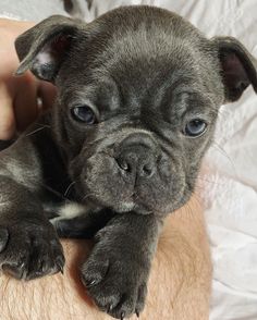 a close up of a small dog on a person's arm with it's paw in the air