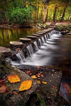 a long row of stepping stones across a stream in the woods with fall leaves on the ground