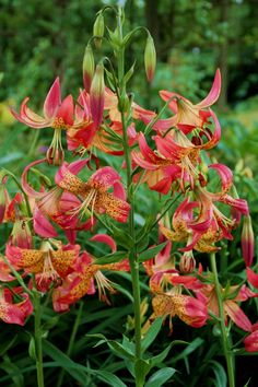 red and yellow flowers are blooming in the garden