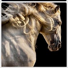 a white horse with long blonde hair on it's head