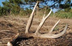 an antler lying on the ground in front of some grass and pine tree branches