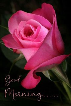 a pink rose with the words good morning on it