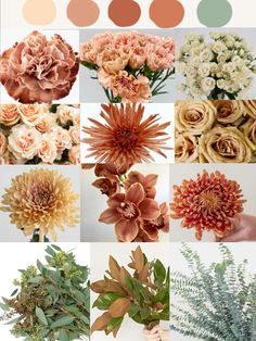 many different types of flowers are shown in this collage, including oranges and pinks