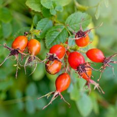 some red berries are growing on the tree