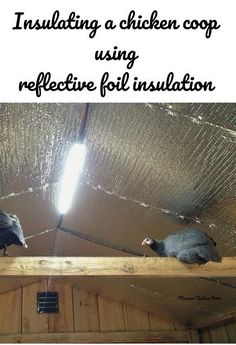 two birds sitting on top of a wooden roof next to each other with the words insulating a chicken coop using reflective foil insulation