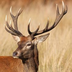 a deer with large antlers standing in tall grass