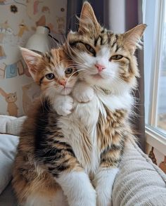 two cats sitting on top of each other in front of a window