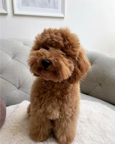 #puppiesofinstagram #redtoypoodle
#toypoodlesofinstagram #toypoodlepuppy
#toypoodlelove #toypoodles #toypoodlegram
#teddybeardog #toypoodleperth #poodlesofinstagram
#poodlelove #poodlepuppy #poodlegram
#dogsofinstagram #puppiesofinstagram #dogstagram
#doglife #doglovers #instapoodle #tinydog #smalldog
#smalldogsofinstagram Cute Fluffy Puppies, Cutee Animals, Dog Mommy, Cockapoo Puppies, Super Cute Puppies, Cute Little Puppies, Happy Puppy, Super Cute Animals, Cute Animals Images