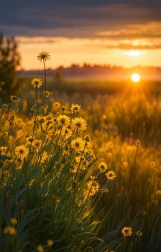 the sun is setting over a field full of wildflowers